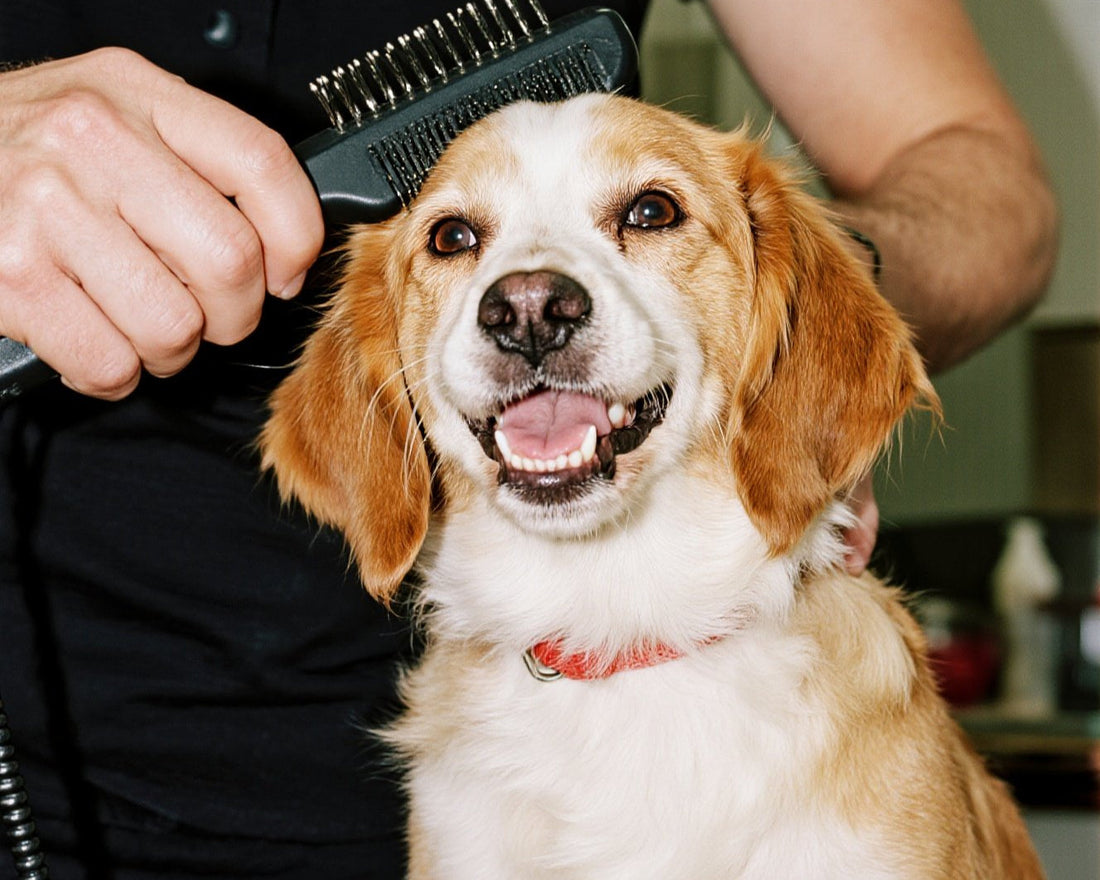 Grooming = Health? How Pet Grooming Supports Dental & Skin Wellness