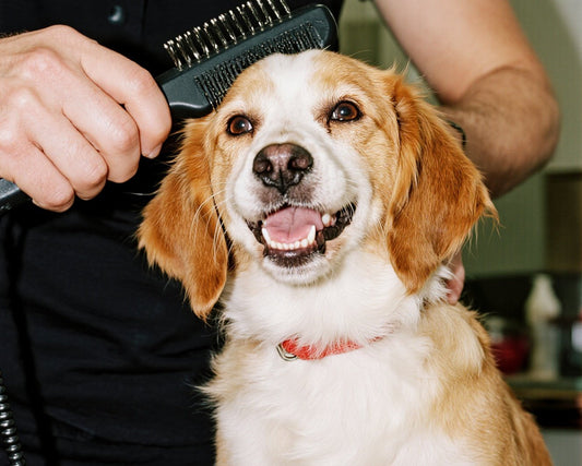 Grooming = Health? How Pet Grooming Supports Dental & Skin Wellness